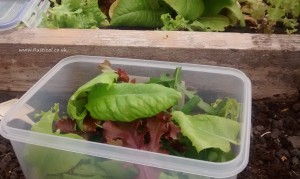 salad leaves