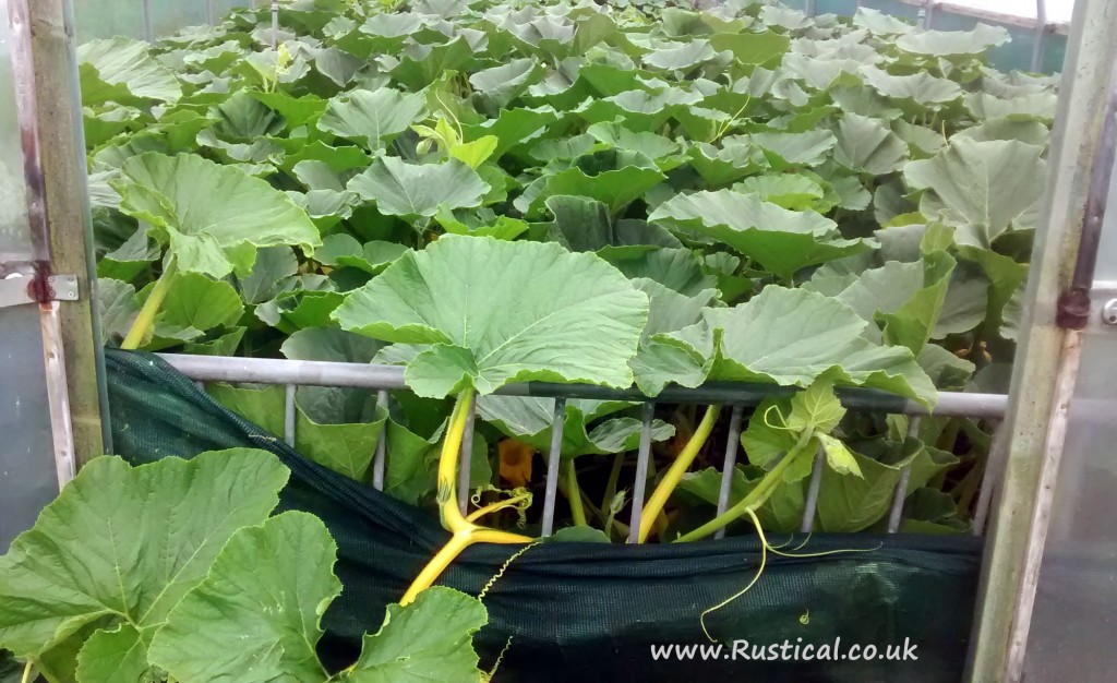 Giant pumpkin plant bursting out of Polytunnel