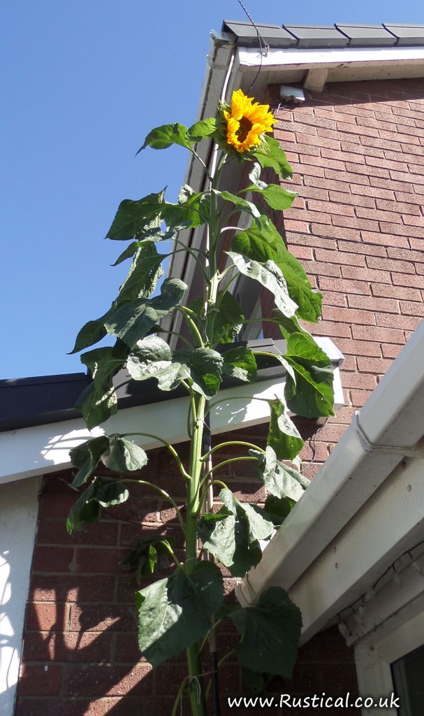 The giant sunflower has flowered