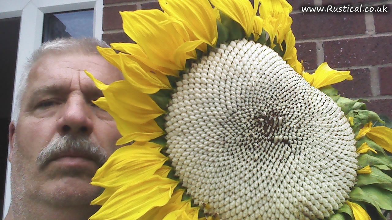 Flower head from 2015 giant sunflower