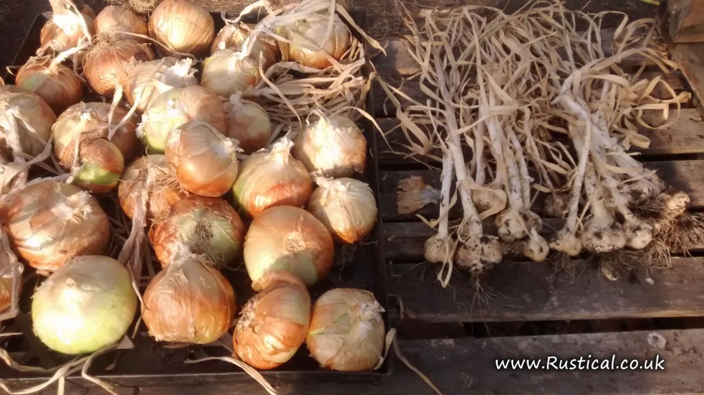 2015 onion and garlic harvest