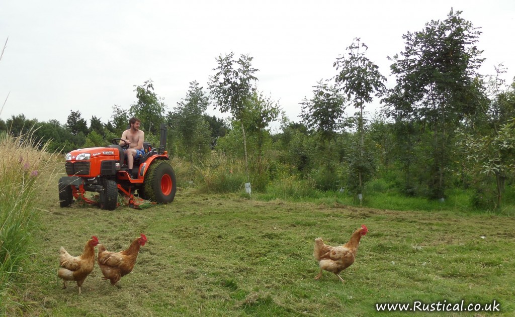 Mowing coppice with Kubota tractor and spectating hens