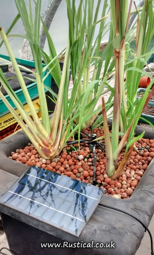 Lemongrass growing in solar drip irrigation