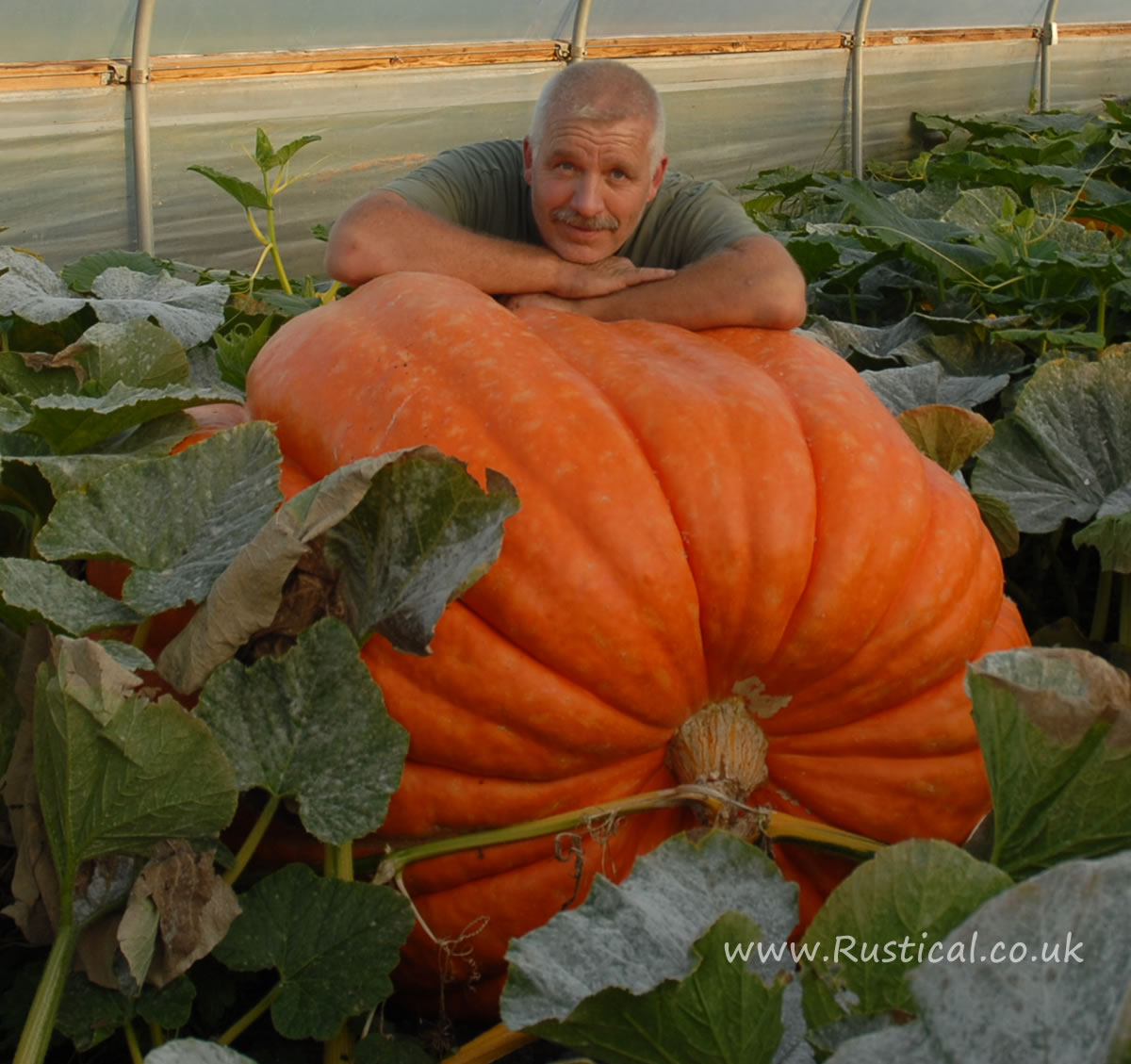 A nicely shaped orange coloured giant pumpkin