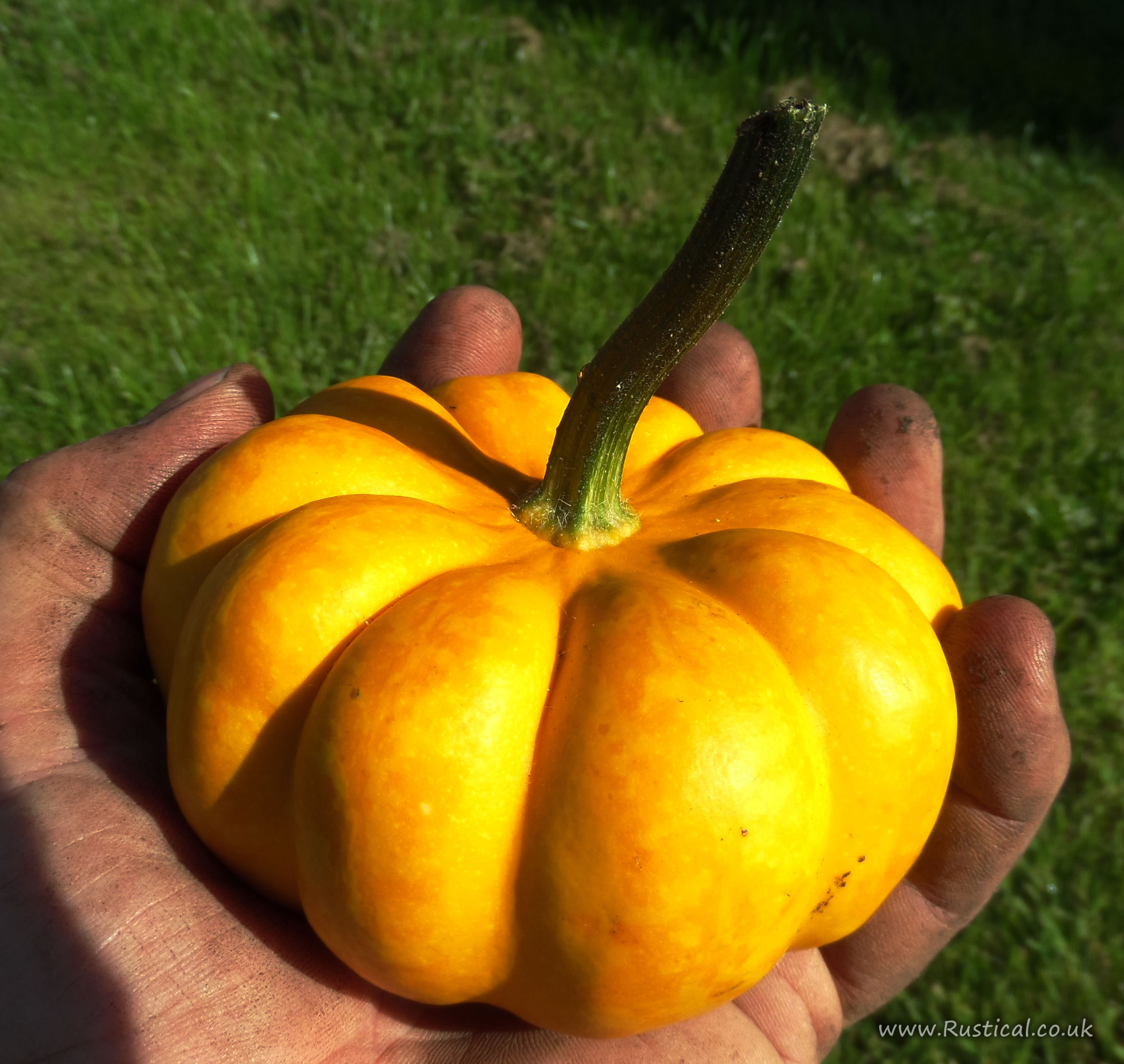 A small pumpkin ideal for autumnal arrangements
