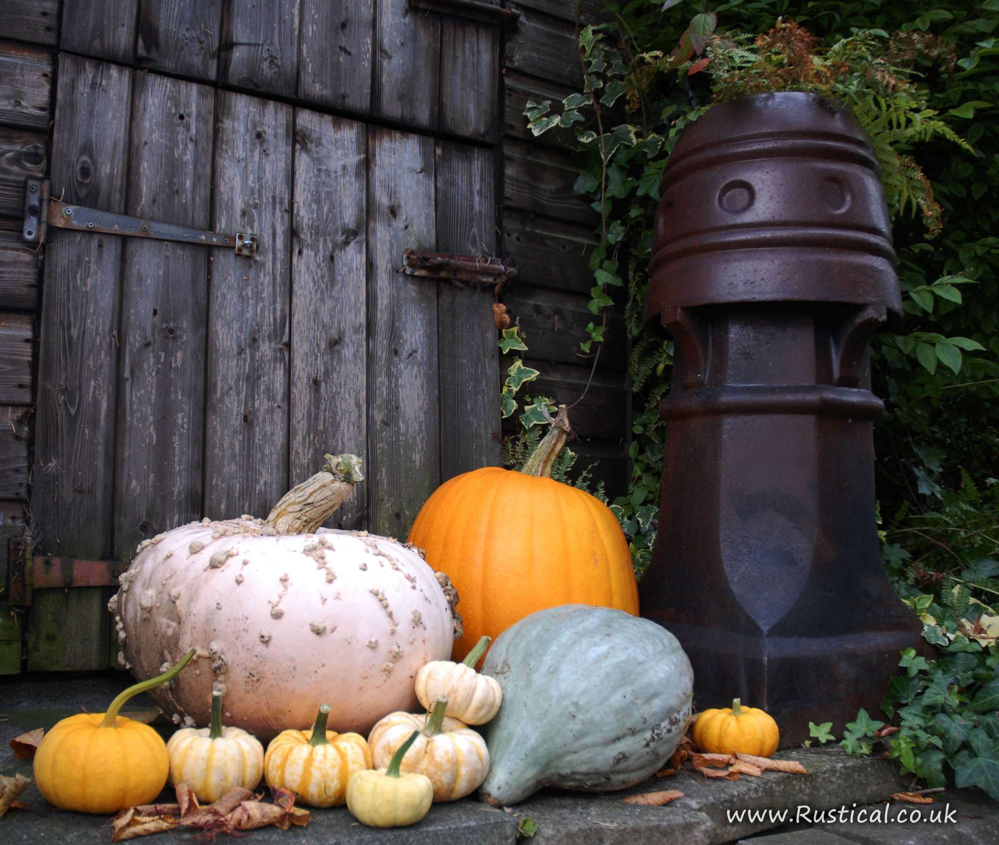 A selection of pumpkins outside our wood shed