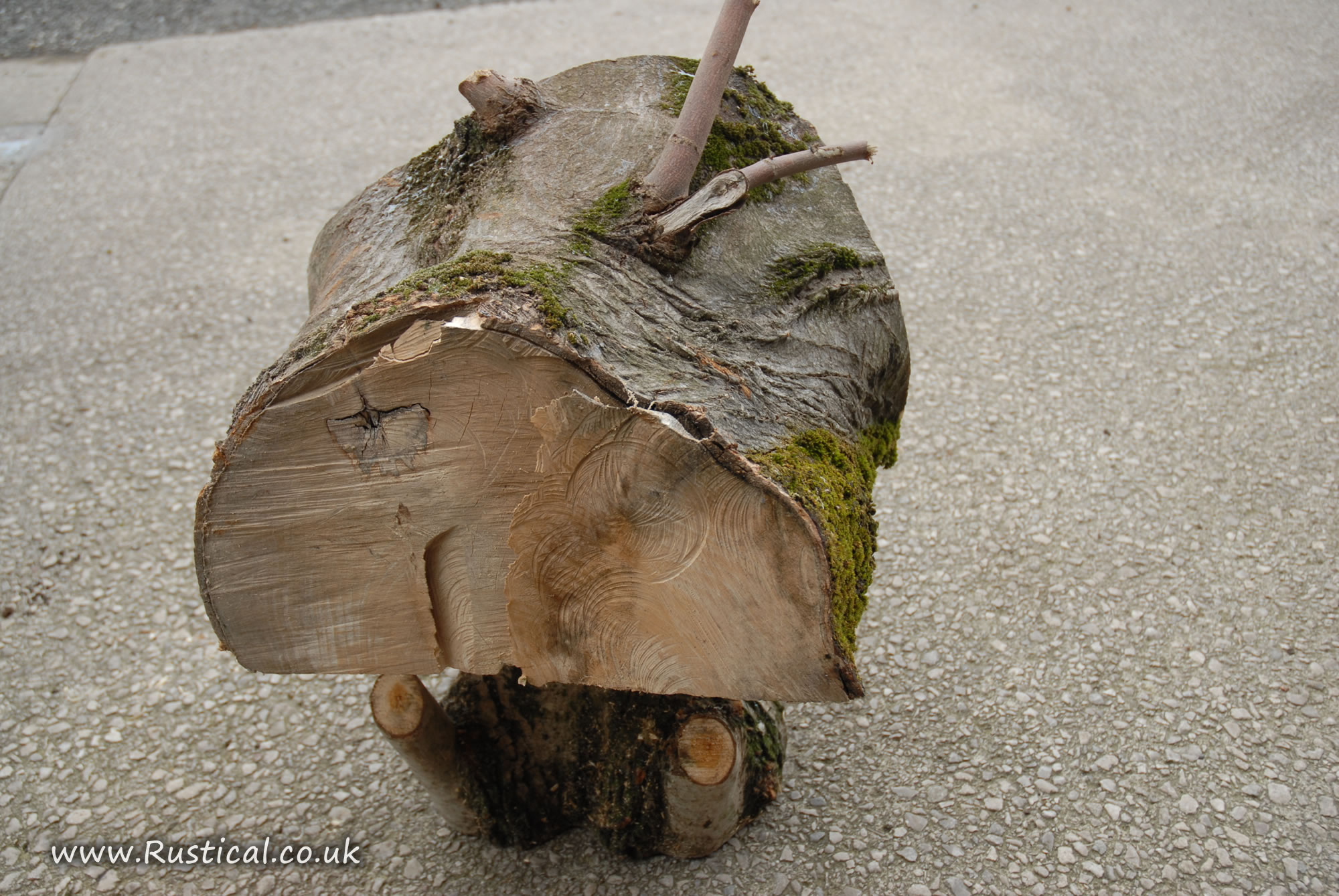 Lump of recently felled Sycamore