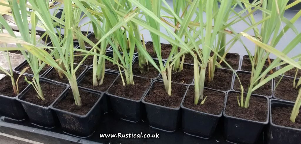 Lemongrass plants separated out and replanted in 9cm pots