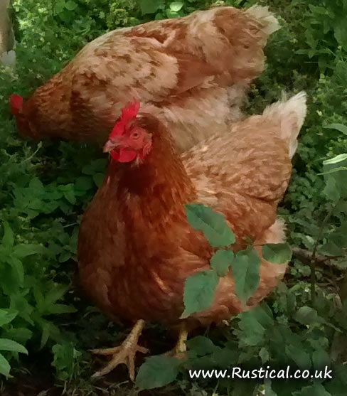 Our woodland hens - a wonderful life but vulnerable to fox attack