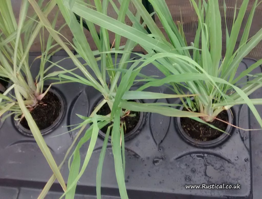 Trialling Lemongrass plants in a aeroponics tank
