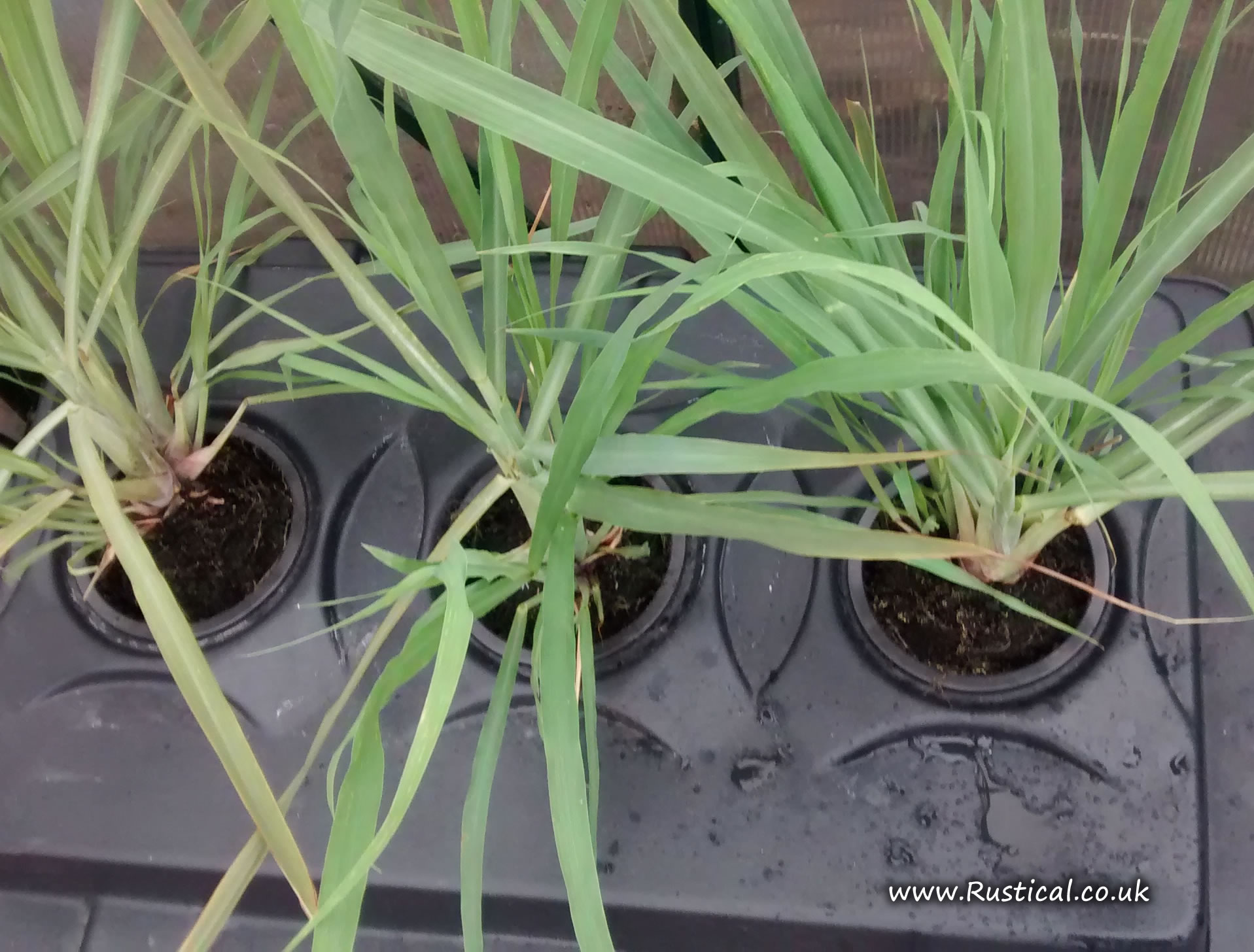 hydroponic fennel Rustical