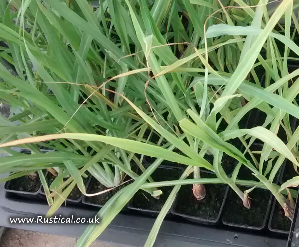 Lemongrass plants growing in a NFT hydroponic system