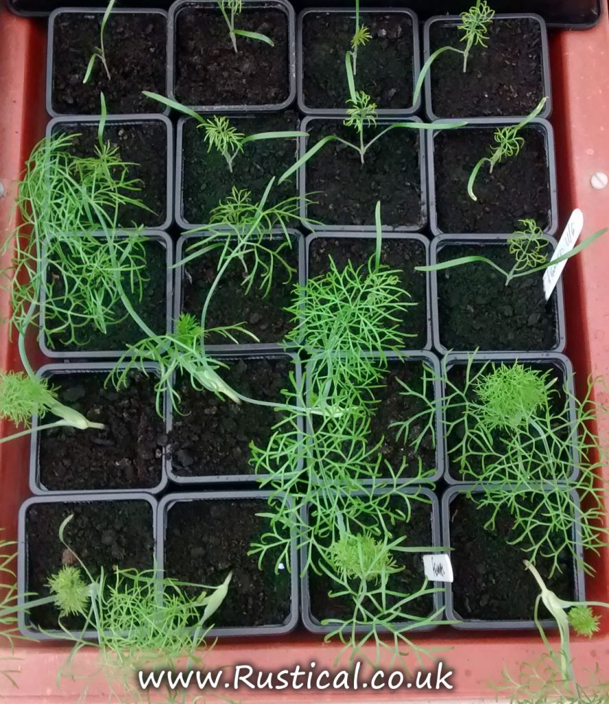Fennel plants in an NFT hydroponic system