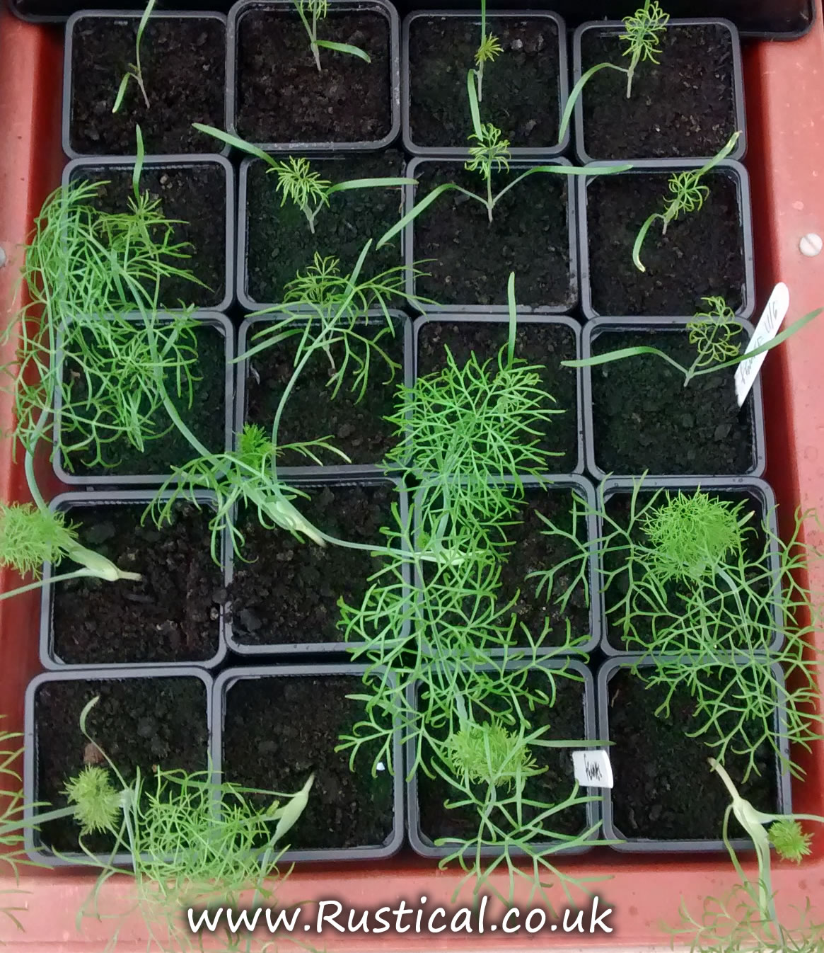 hydroponic fennel Rustical