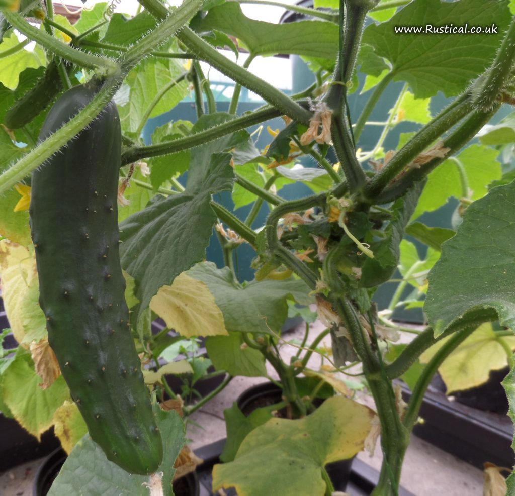 Our heritage Italian Cucumbers are doing well