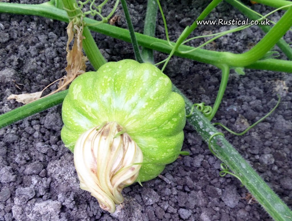 The first seed stock pumpkin 'Muscade De Provence'