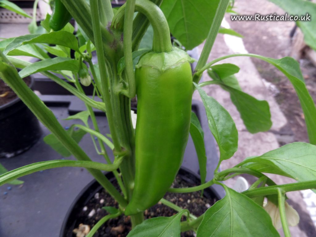 Sweet peppers 'Corno di Toro rosso' are beginning to form