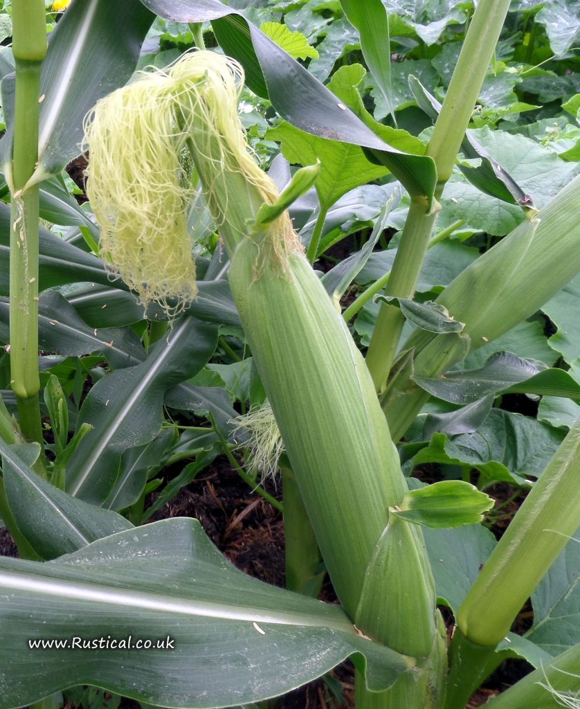 The polytunnel grown Sweetcorn is nearly ready for harvest