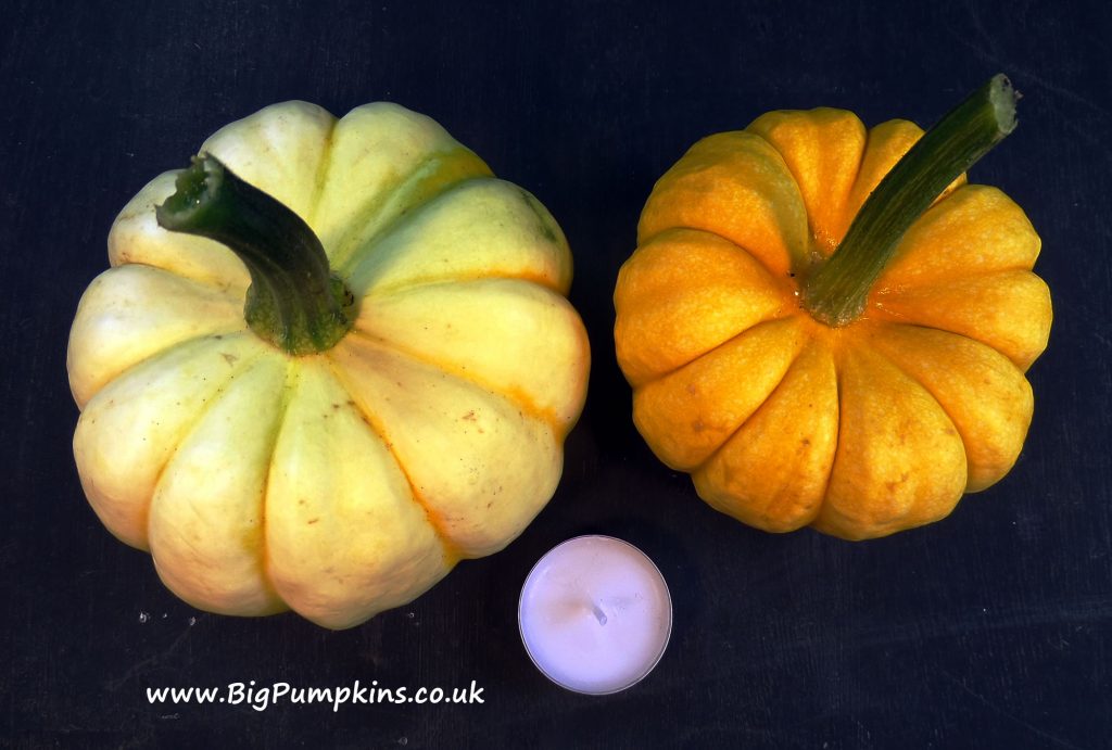 Tiny pumpkins for table decorations