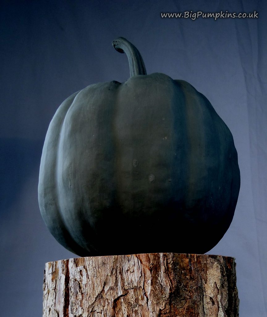 A baby pumpkin with one coat of Chalk Paint