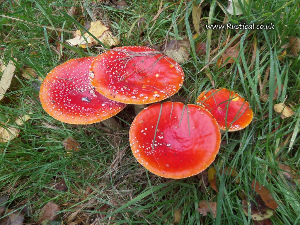 Amanita Muscaria: Red mushrooms with white spots