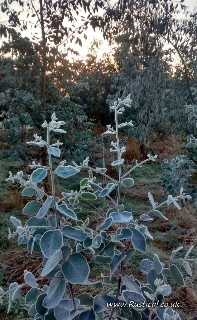 Frosty eucalyptus