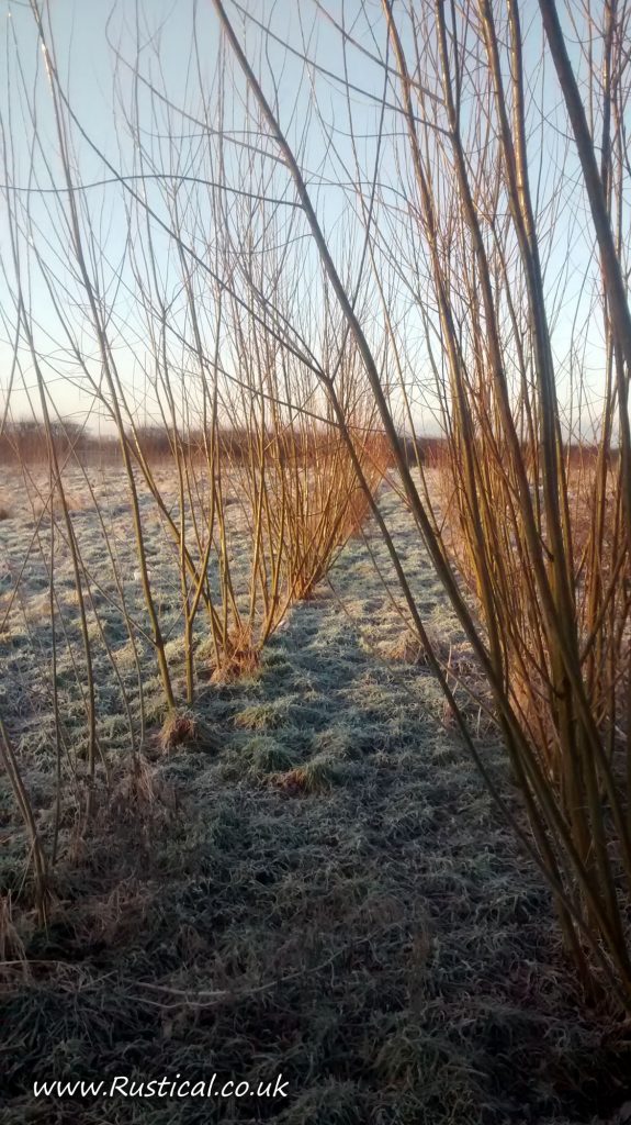 Frosty Willow