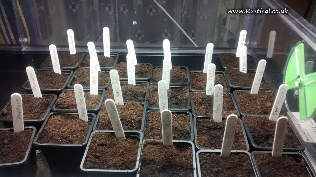 Planting Chilli peppers, sweet peppers and giant peppers