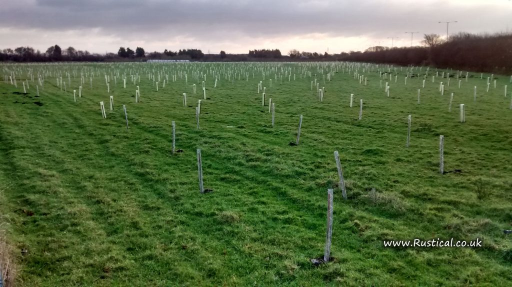 Tree planting at Banks, West Lancashire