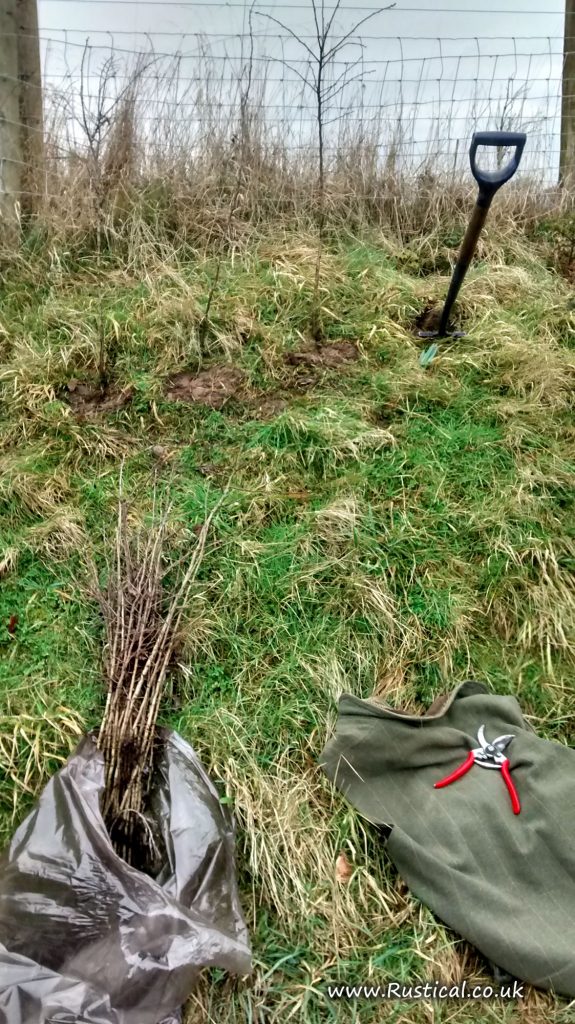 Planting bare rooted Hawthorn in hedge gaps