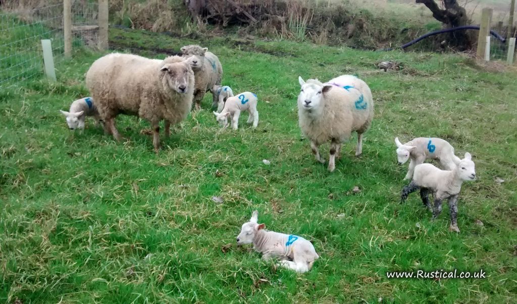 The first lambs of 2017 arrive