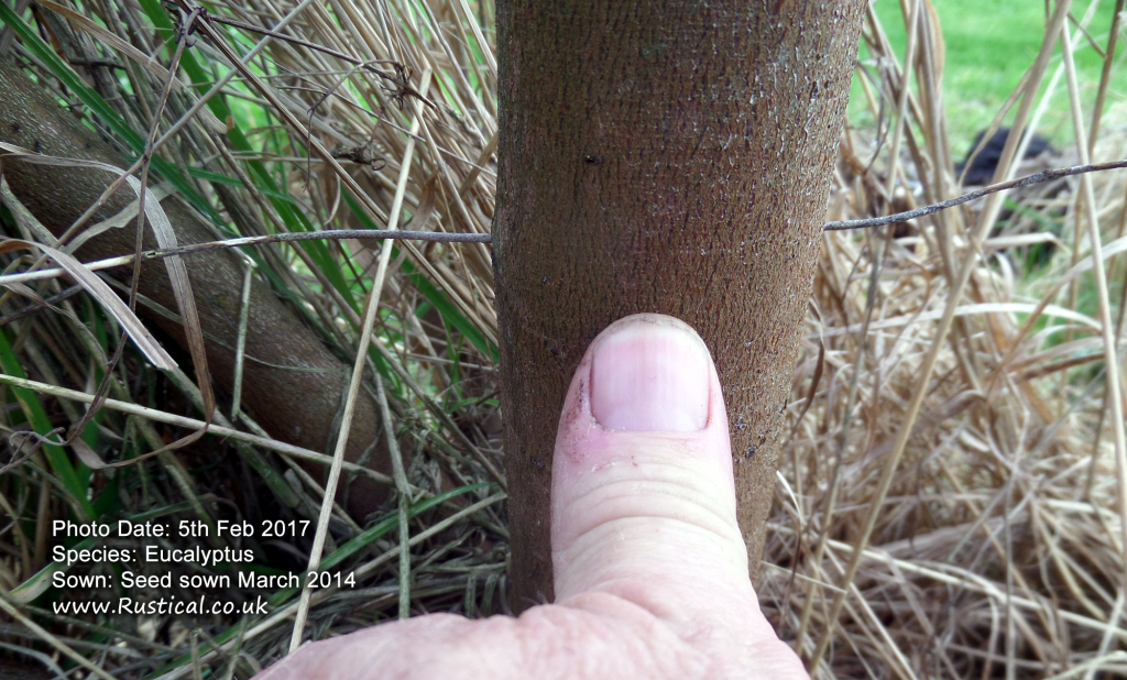 2017 Tree Growth Census Eucalyptus 1 Rustical