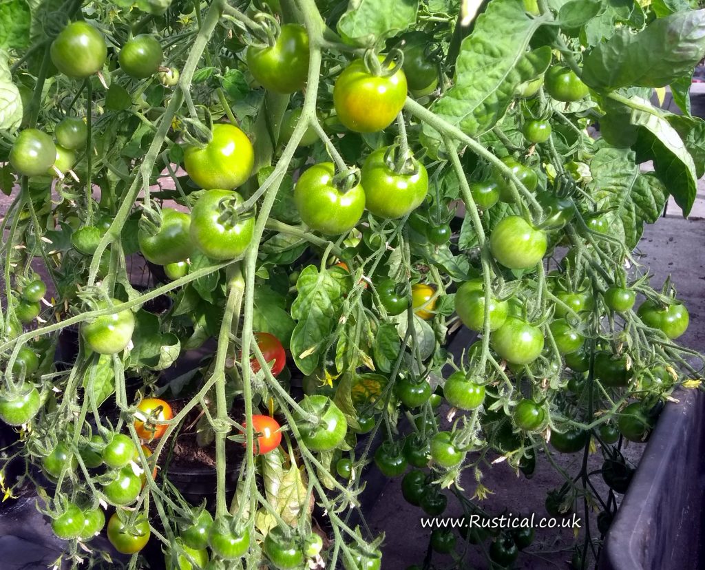 Gardener's Delight tomato plant