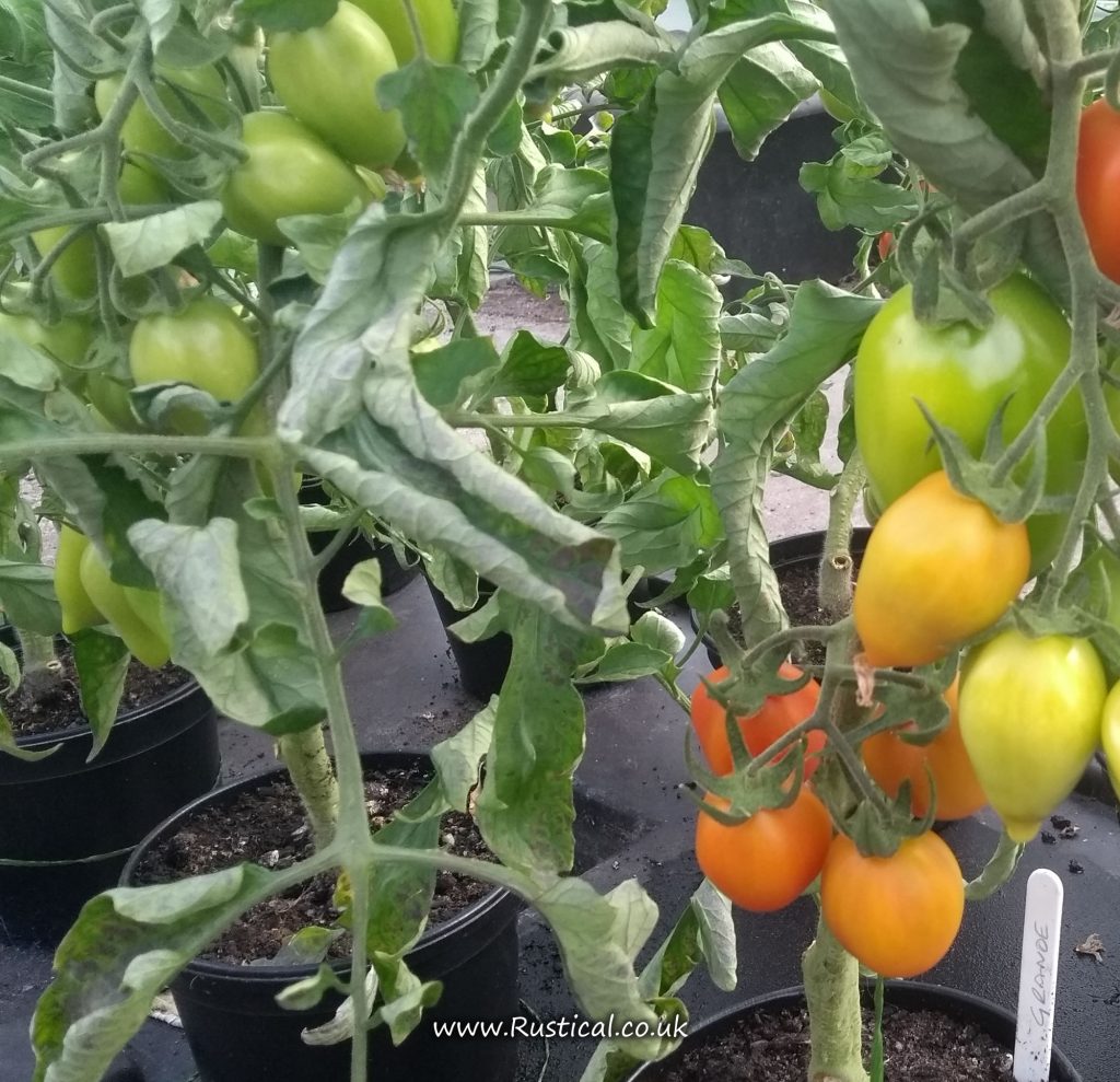 Grande Tomato Plant
