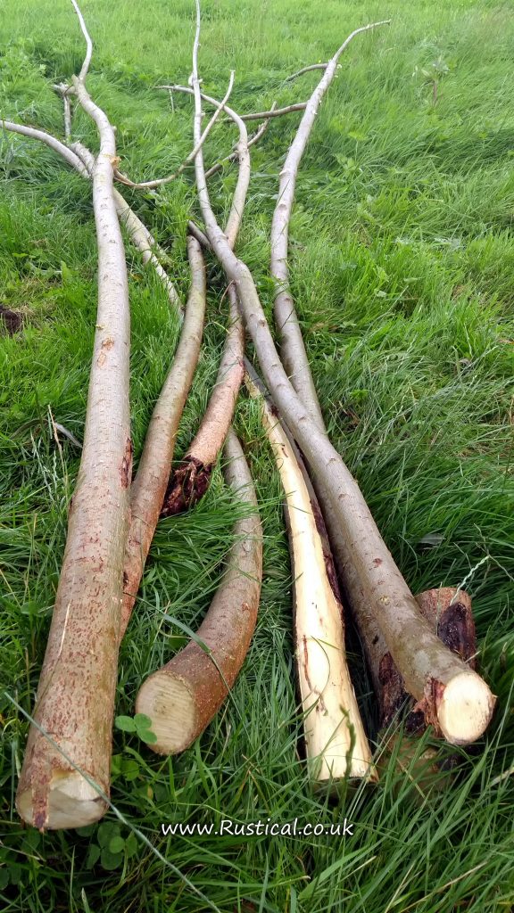 Hybrid Willow - Harvested branches