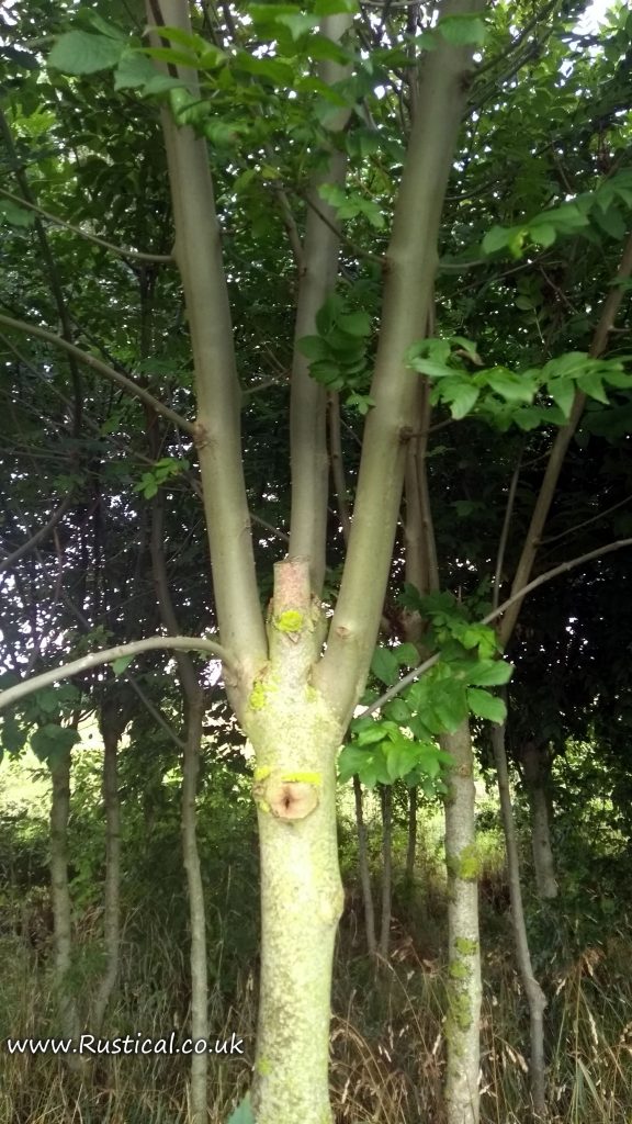 Pollarded Ash Tree