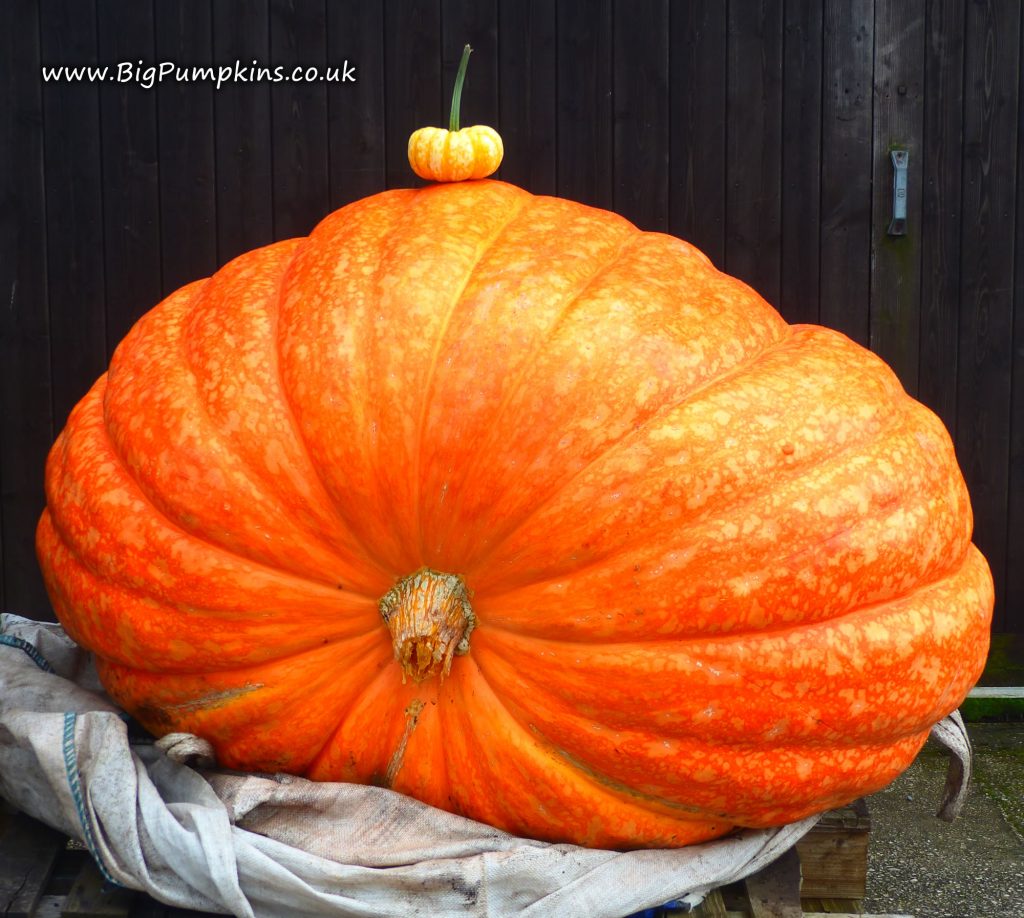 Big, round and orange giant pumpkins