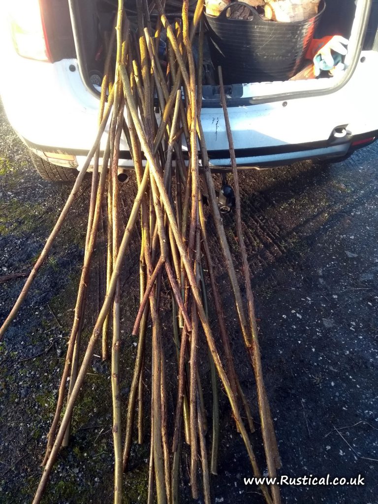 Hazel walking stick shanks harvested January 2018