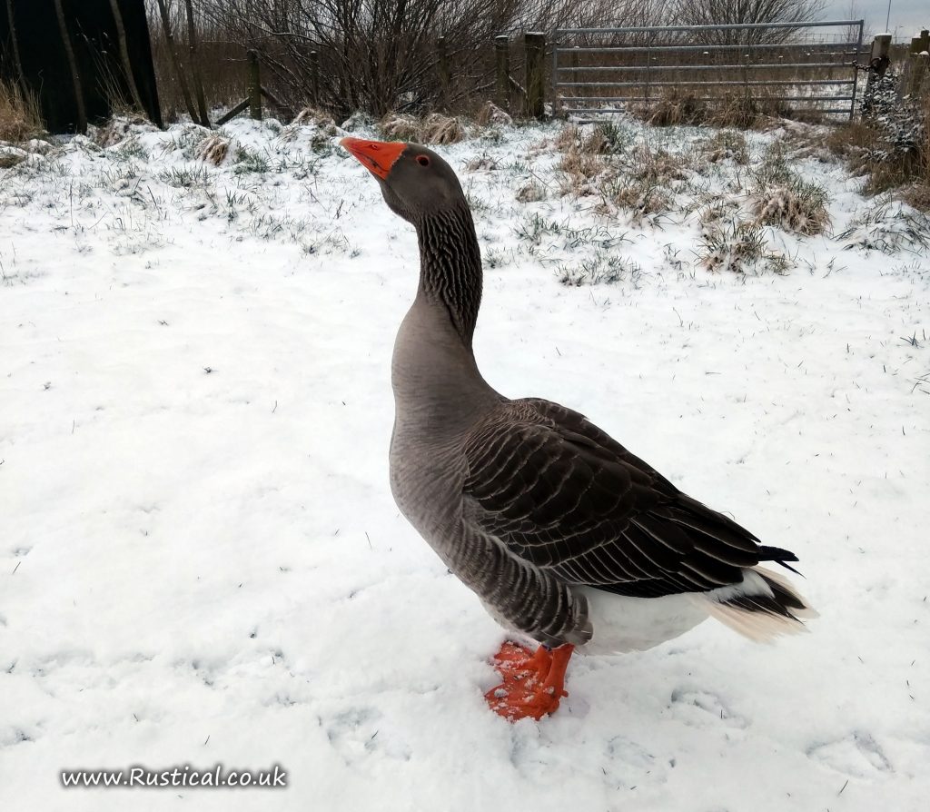 Our gander doesn't look that impressed with the snow