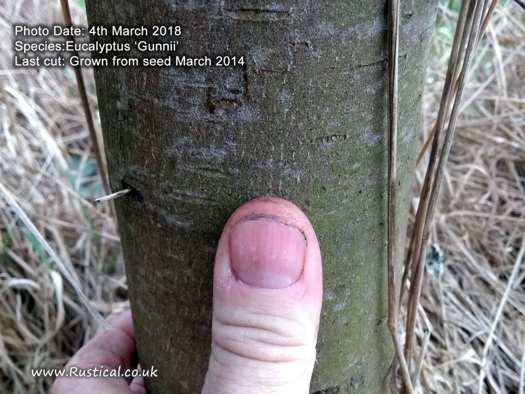 Growing firewood 2018 update - Eucalyptus Gunnii year 4
