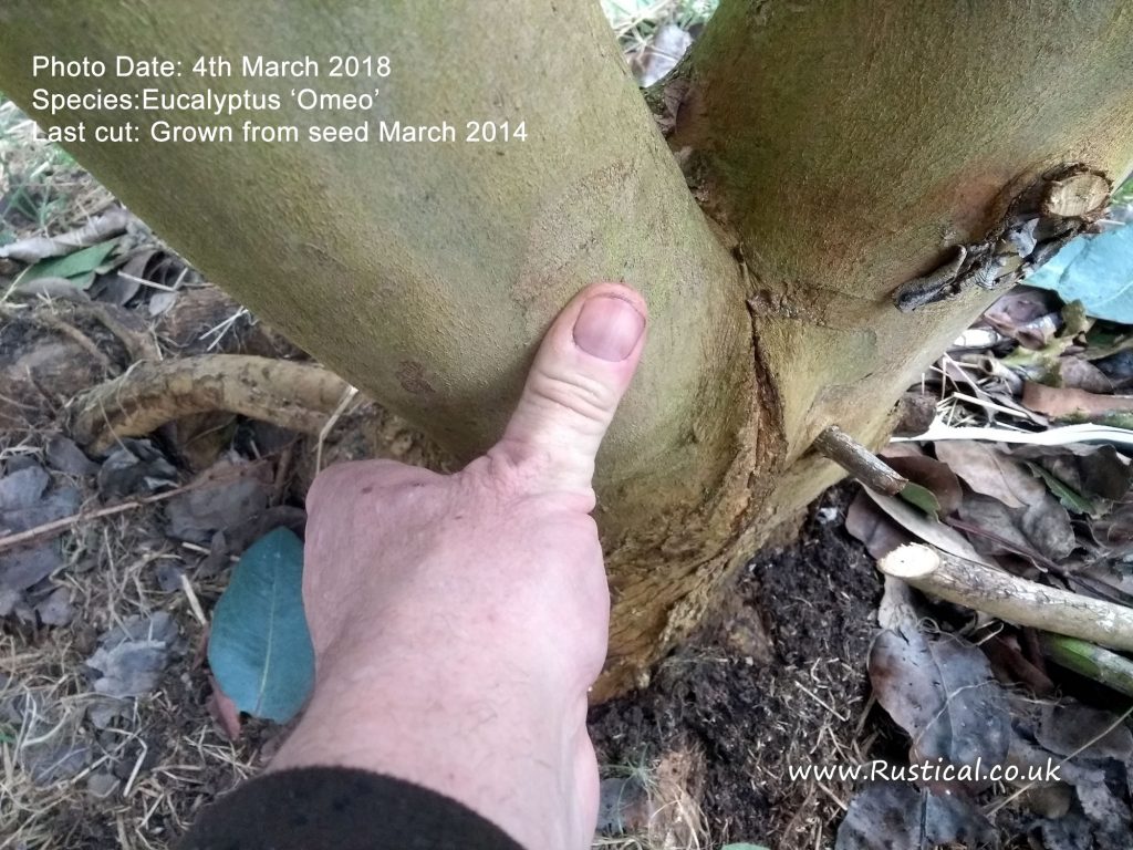 Growing firewood 2018 update - Eucalyptus Omeo
