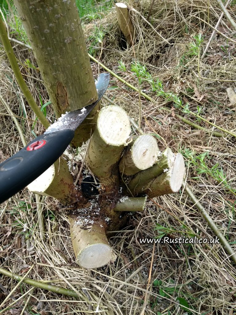 Hand cutting hybrid SRC willow for wood fuel