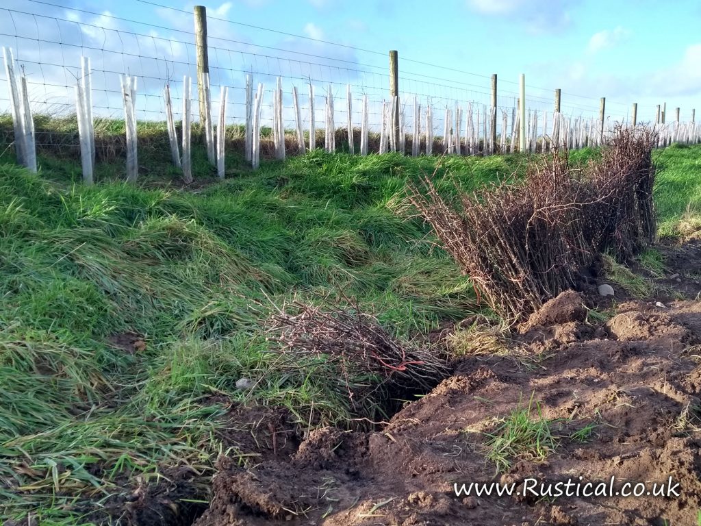 Hedge planting winter 2018