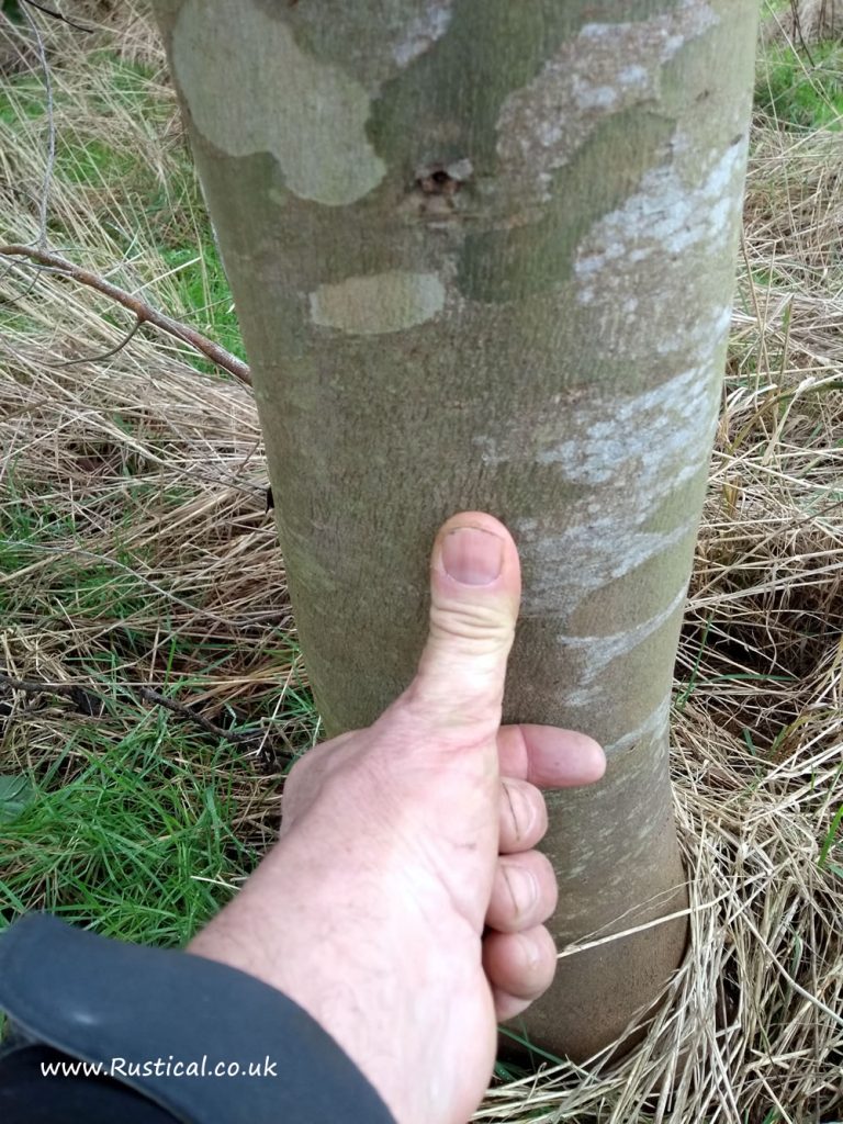 Growing Firewood - Eucalyptus - five years of growth