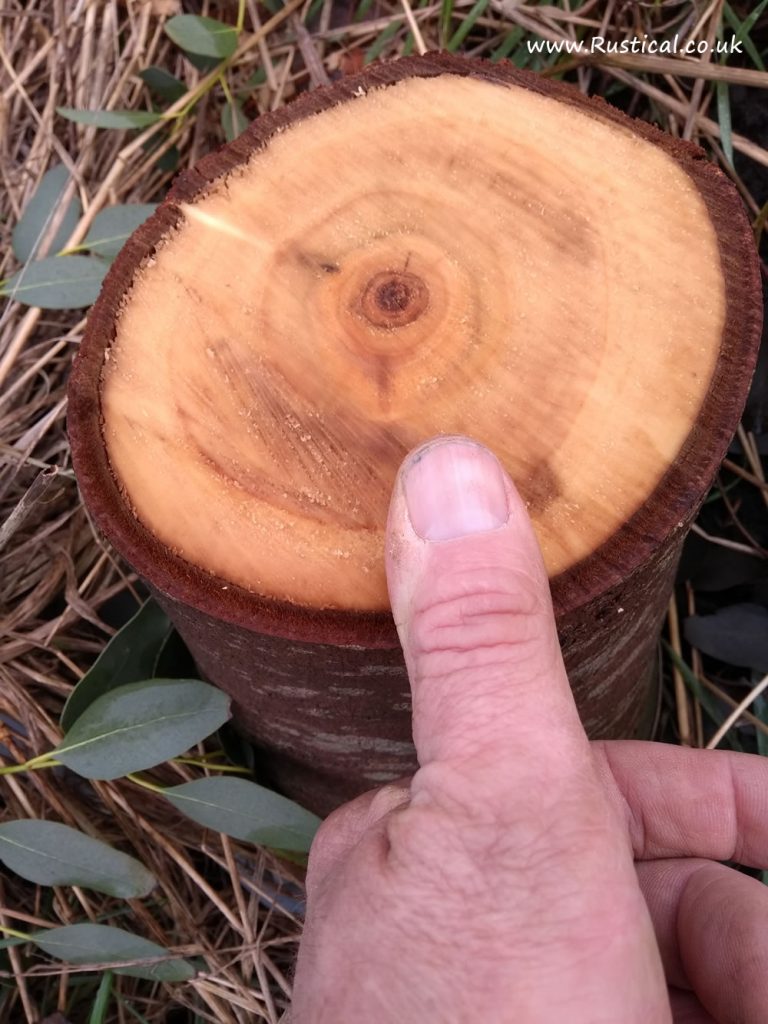 Growing Firewood - Eucalyptus Gunni - five years of growth