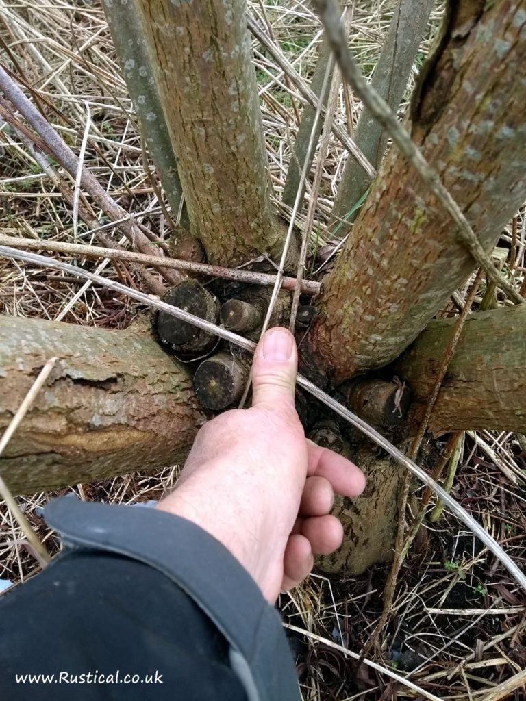 Growing Firewood - Hybrid Willow - six years of regrowth