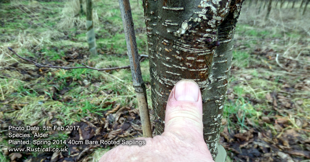 2017 Tree Growth Census Alder 1 Rustical