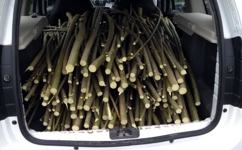 Willow sticks loaded into the back of the car