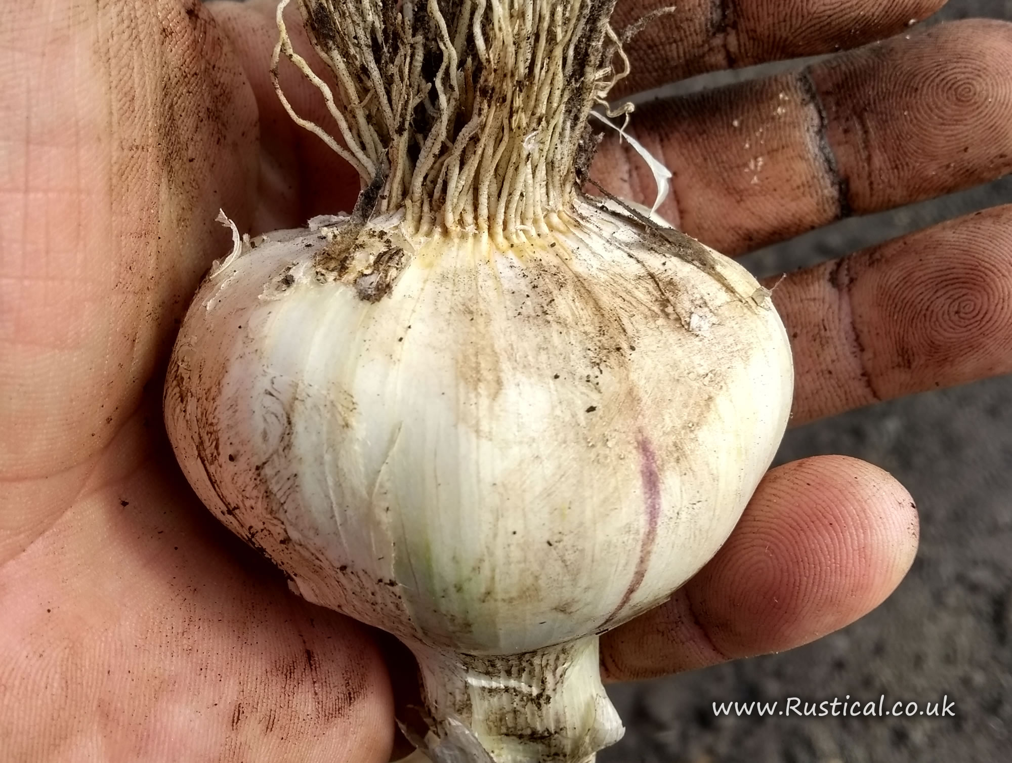 Bulb of home grown garlic